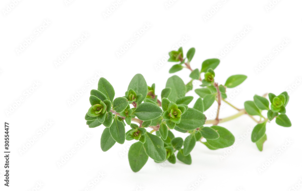 Thyme on white isolated background Thyme on white isolated background