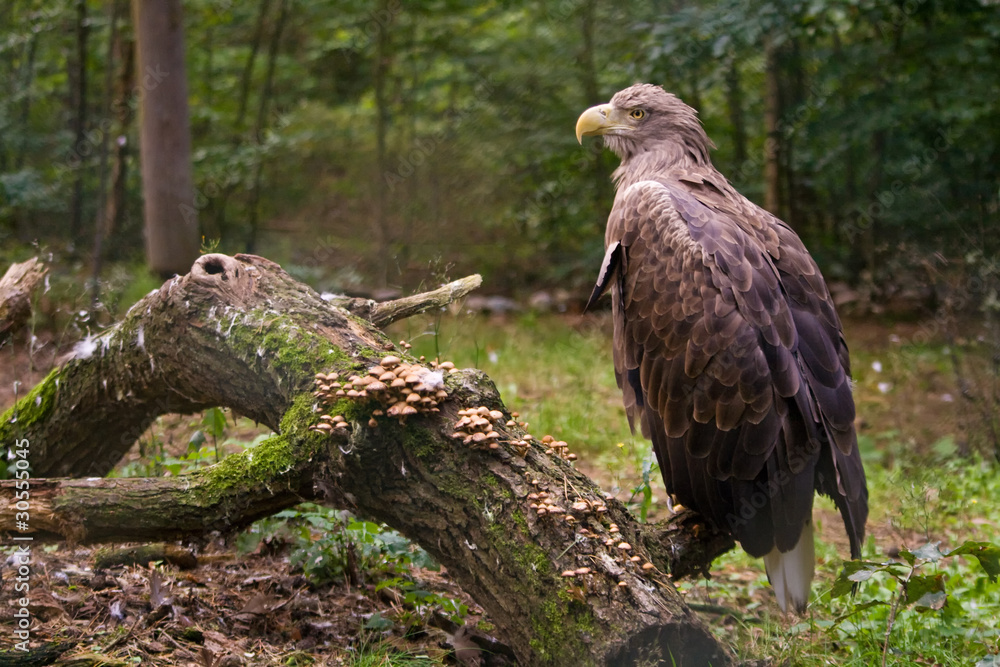 Obraz premium White tailed eagle on the branch