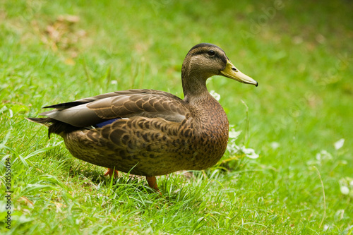 Duck standing on the grass © seawhisper