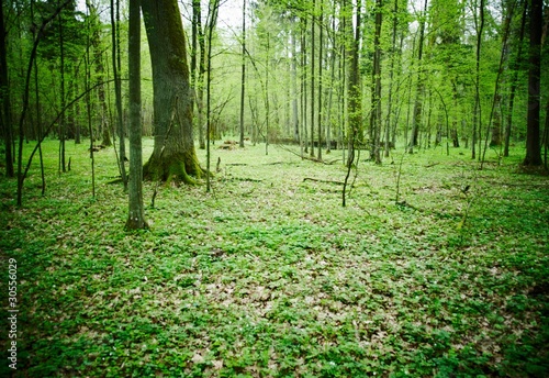 Billede på lærred primeval forest