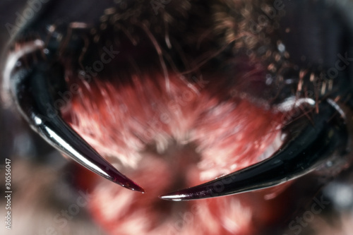 Spider fangs, Huntsman, Holconia immanis, Large Australian spide