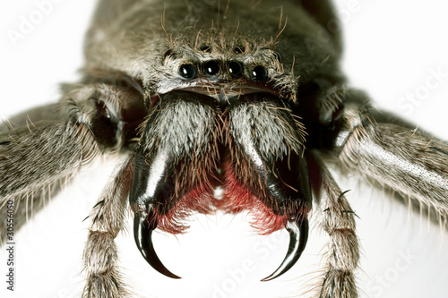 Spider, Huntsman, Holconia immanis, Large Australian spider with