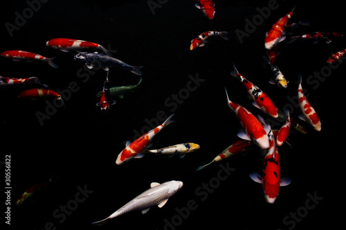 koi fish in the garden pond