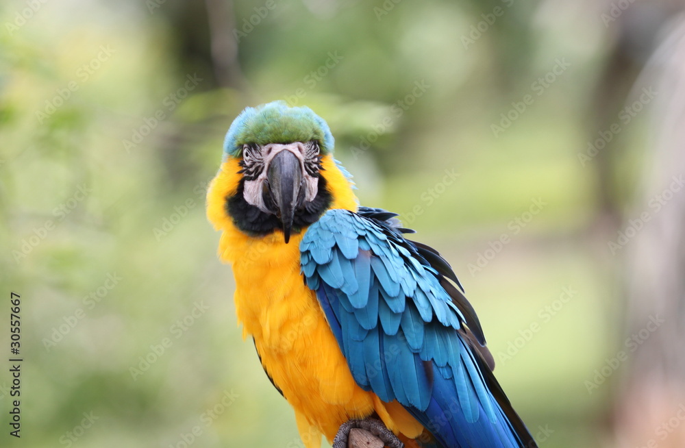 the yellow and blue bird