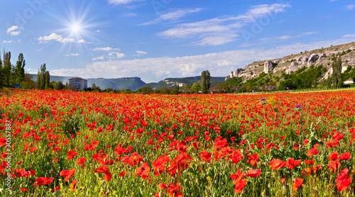 lossom field of poppies in the spring photo