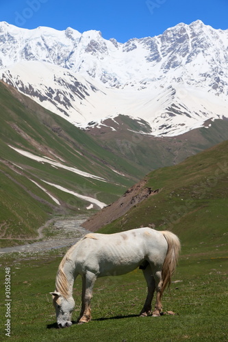 White Horse at the foot of Mt. Shkhara. Upper Svaneti. Georgia.