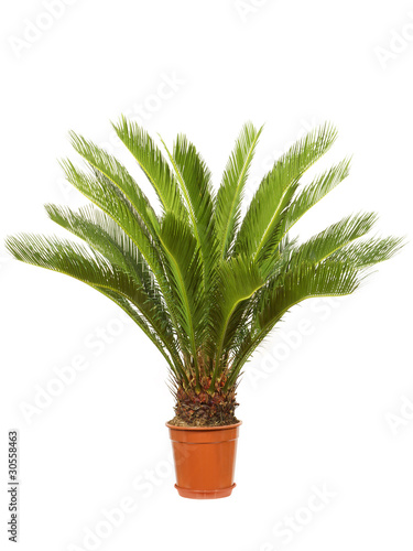 Cycas Zimmerpalme