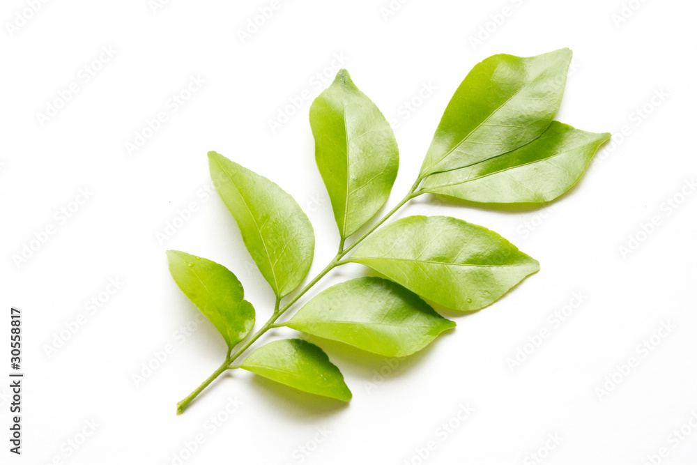 green leaf isolated on a white