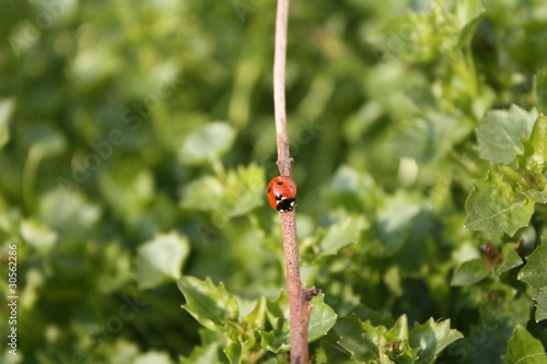 Coccinelle photo