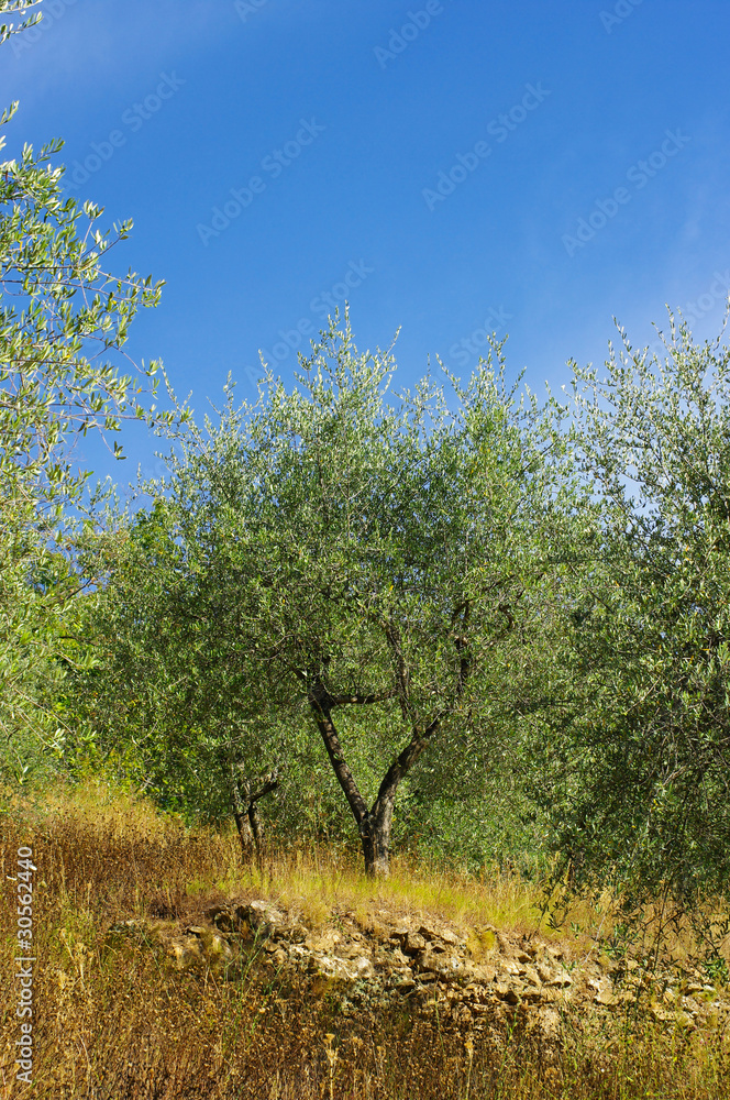 Obraz premium Oliveraie de Corse