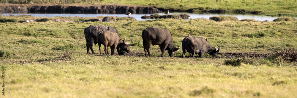 Buffalo, Amboseli National Park