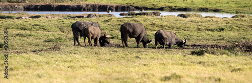 Buffalo, Amboseli National Park