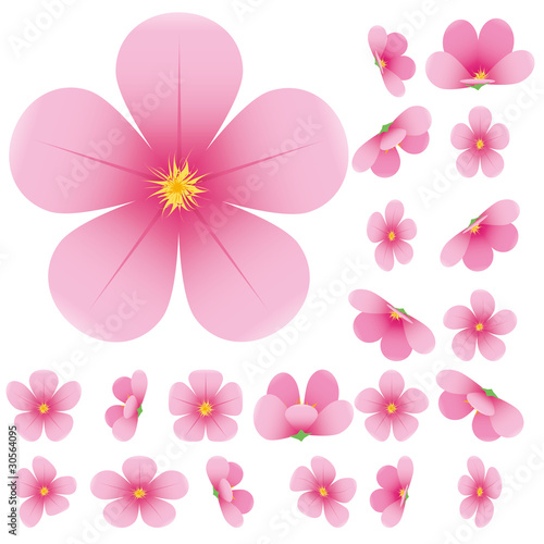 Cherry blossom, flowers of sakura, vector illustration