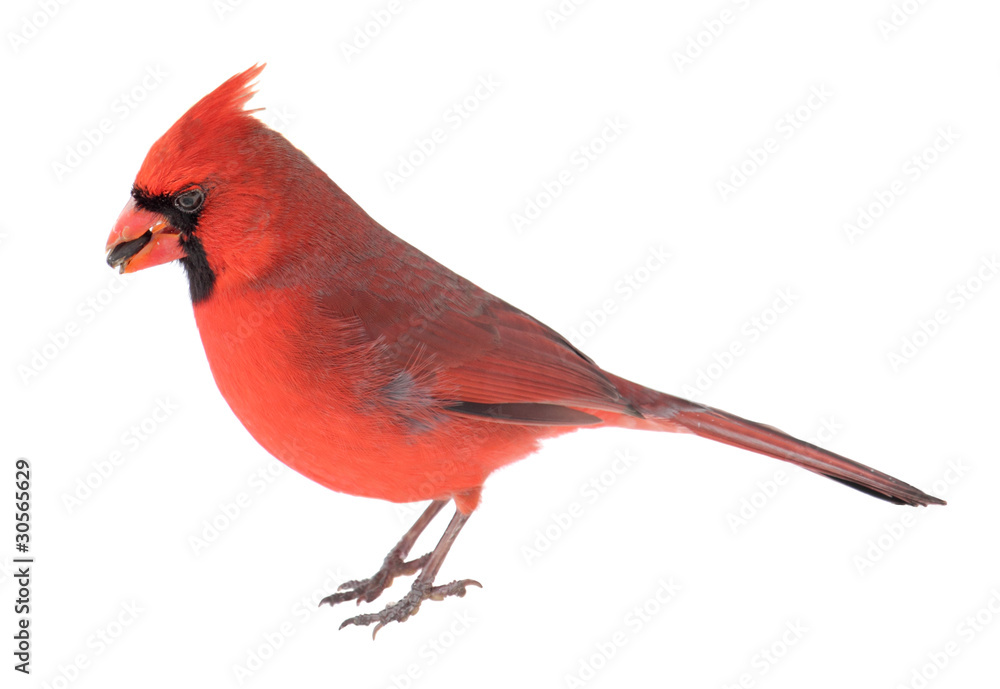 Obraz Norther Cardinal, Cardinalis cardinalis