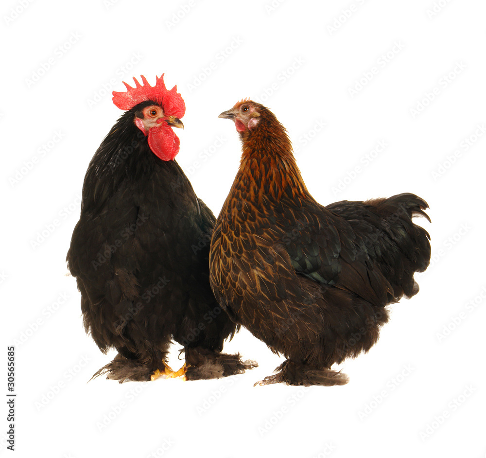cock and hen cock and hen