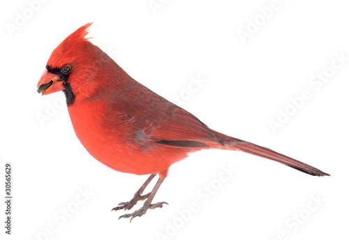 Norther Cardinal, Cardinalis cardinalis © chas53