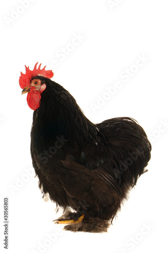 black cock © fotomaster