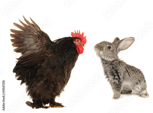 rabbit and cock