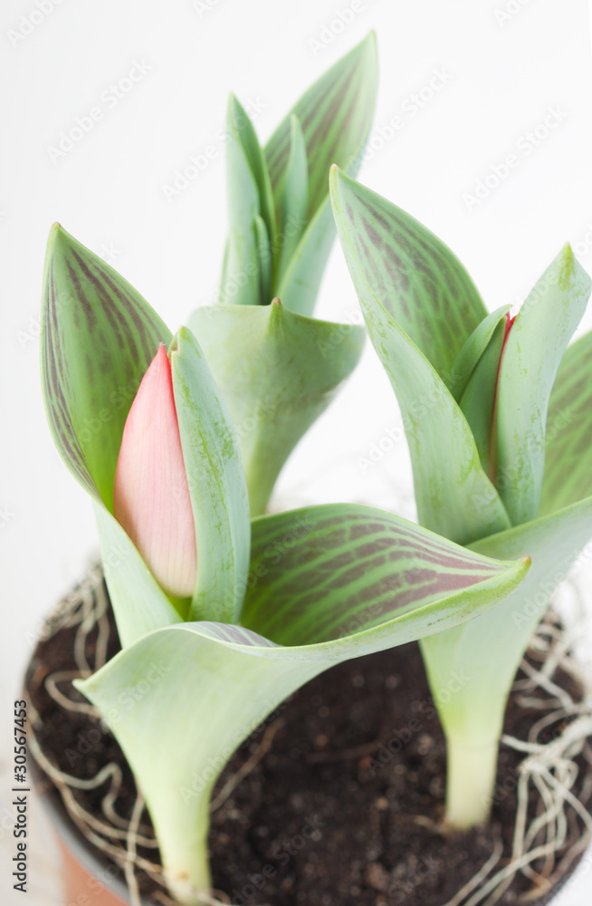 Obraz premium tulip plant