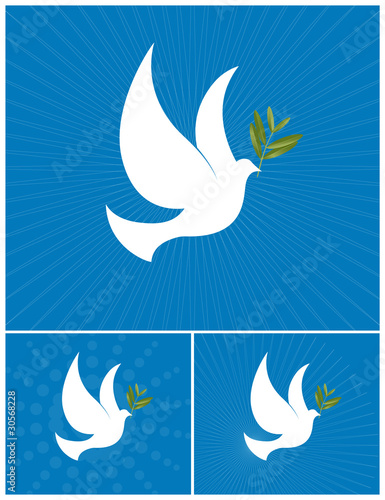 Fototapeta Naklejka Na Ścianę i Meble -  The Dove of Peace - White dove with a olive branch.