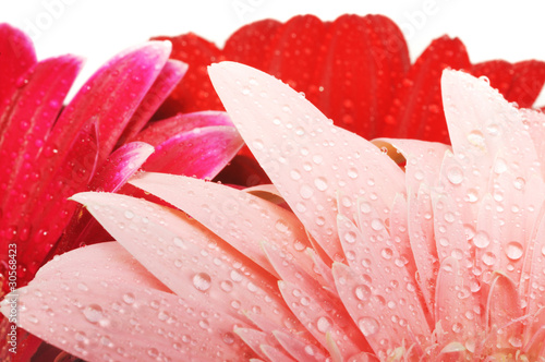 Wet gerber petals