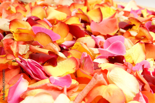 A beautiful bright close-up background of fallen petals photo