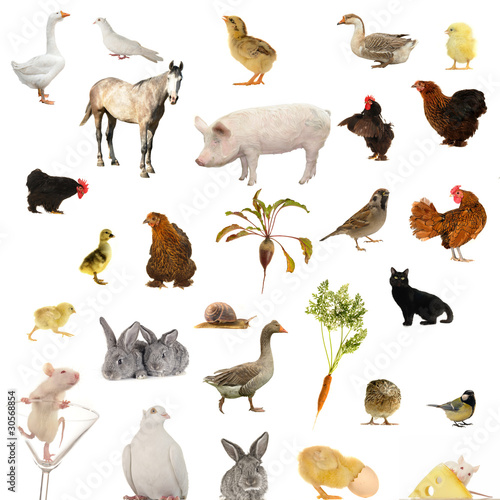 Animal farms