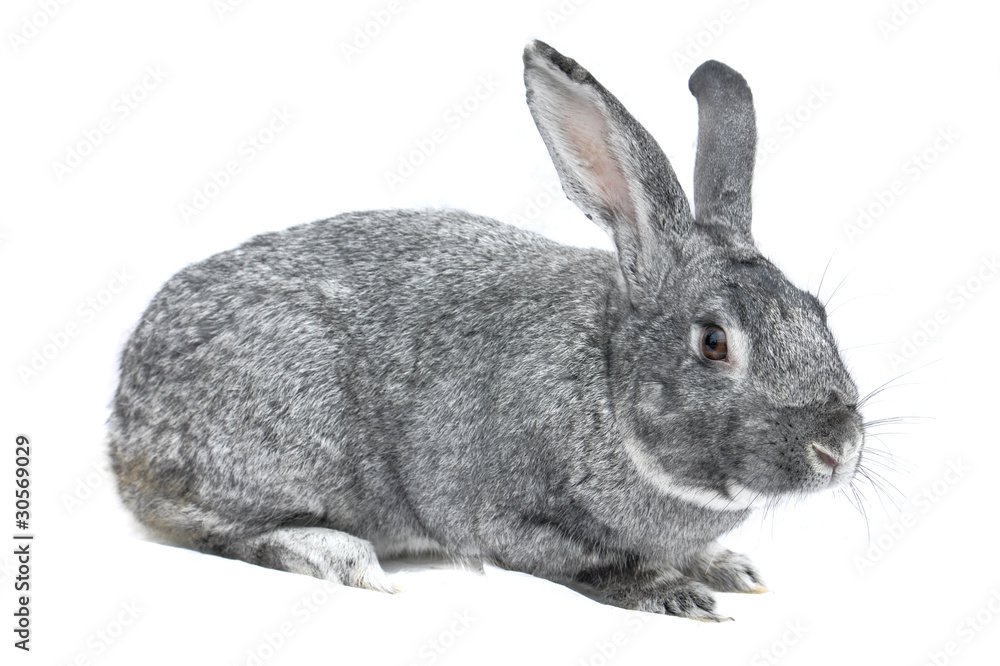 grey big rabbit grey big rabbit