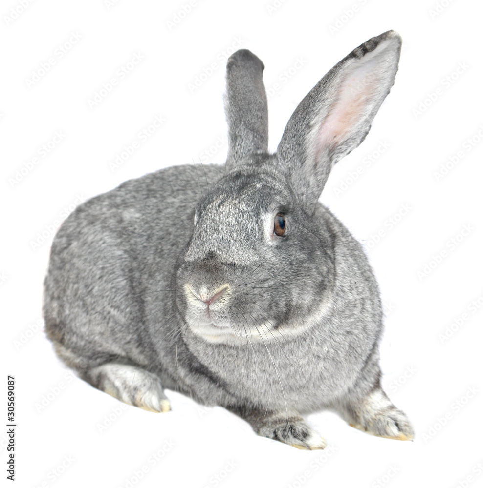 Obraz premium grey big rabbit