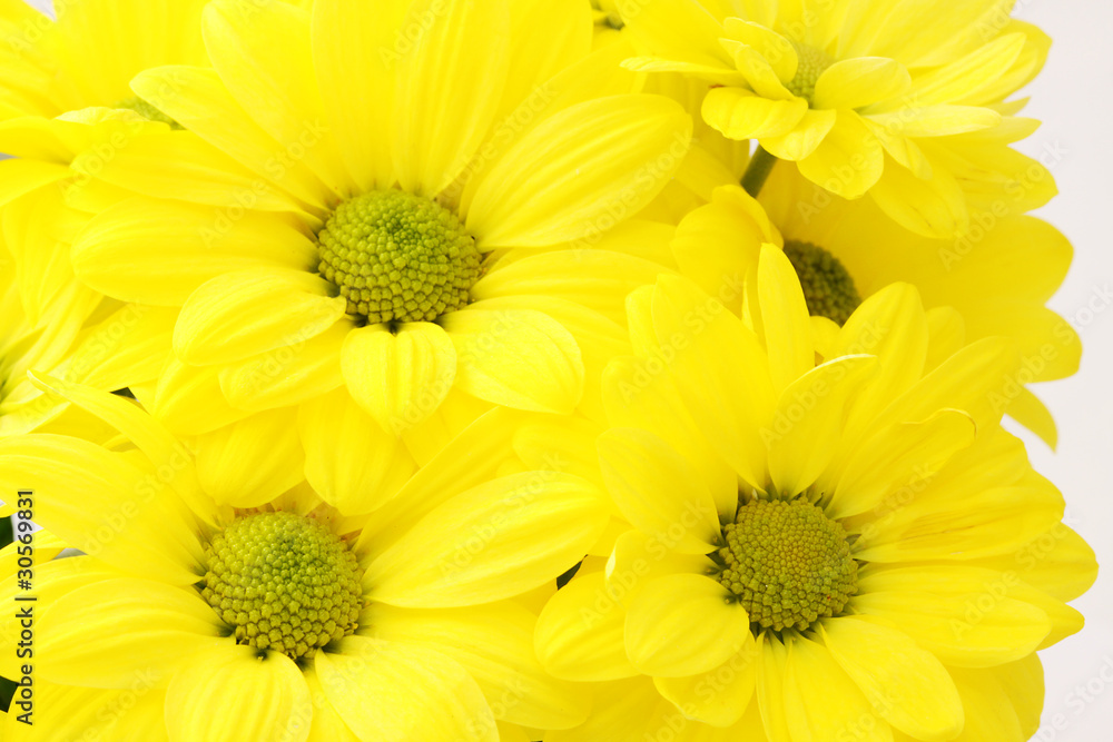 yellow flowers yellow flowers