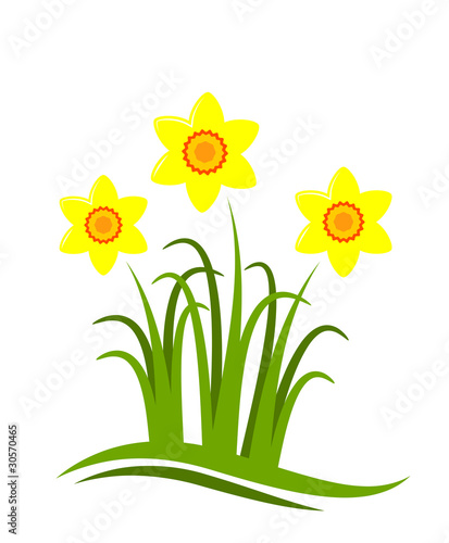 daffodils