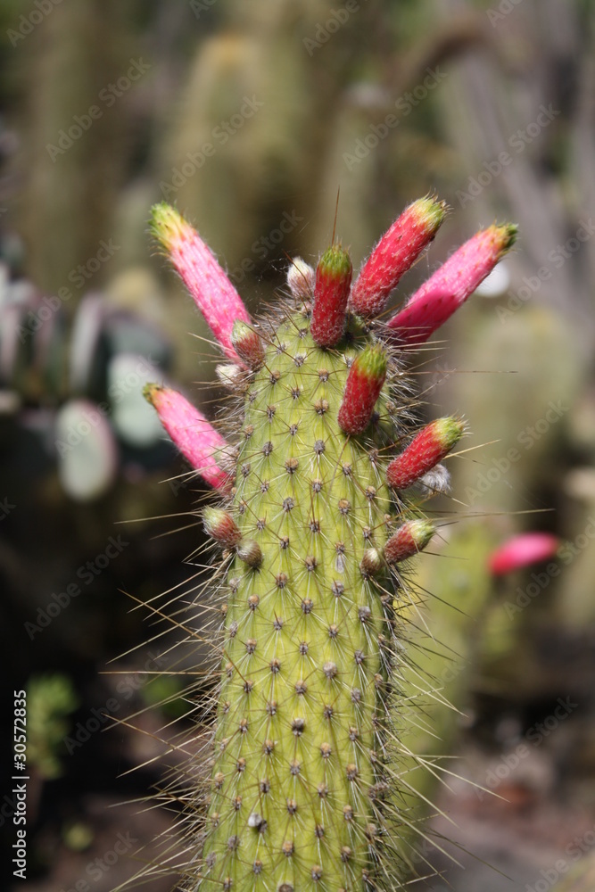 Fototapeta premium Kaktus cleistocactus smaragdiflorus