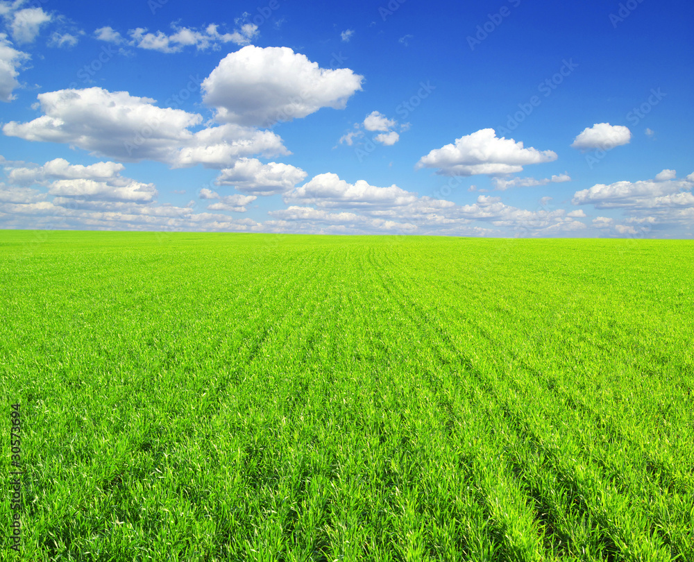 field field