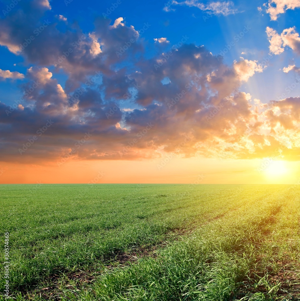 sunset among a green fields