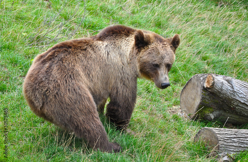 A brown bear in a zoo