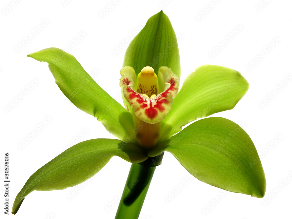 Obraz premium Blooming Orchid Cymbidium Sessa Green Beauty
