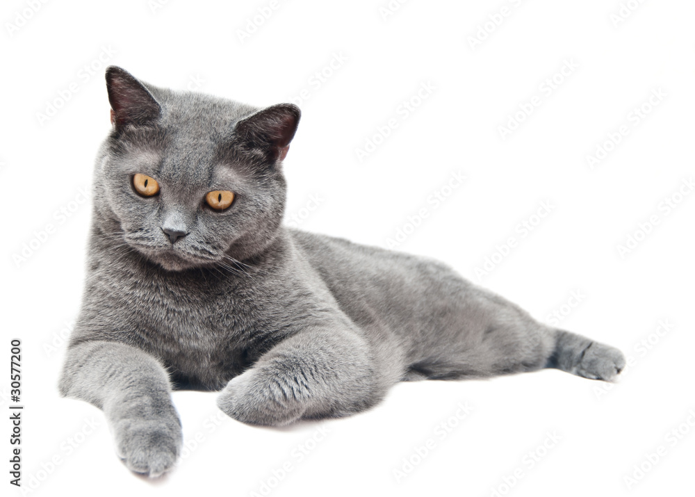 Fototapeta premium The British cat