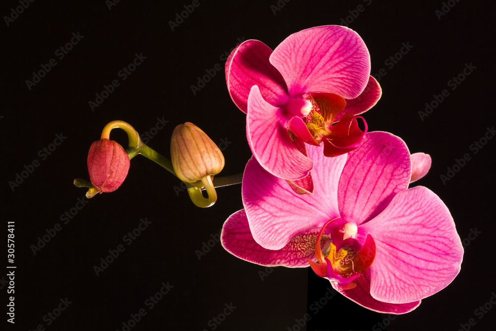 Obraz premium red orchids