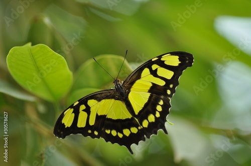Schmetterling auf einem Blatt photo