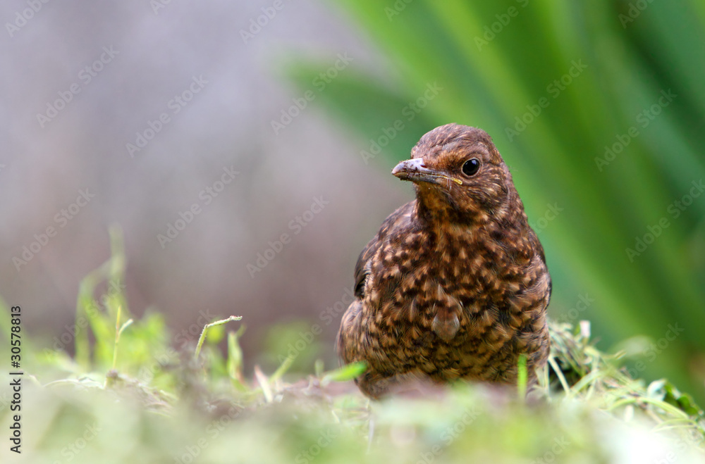 Eurasian Blackbird - female Turdus merula Eurasian Blackbird - female Turdus merula
