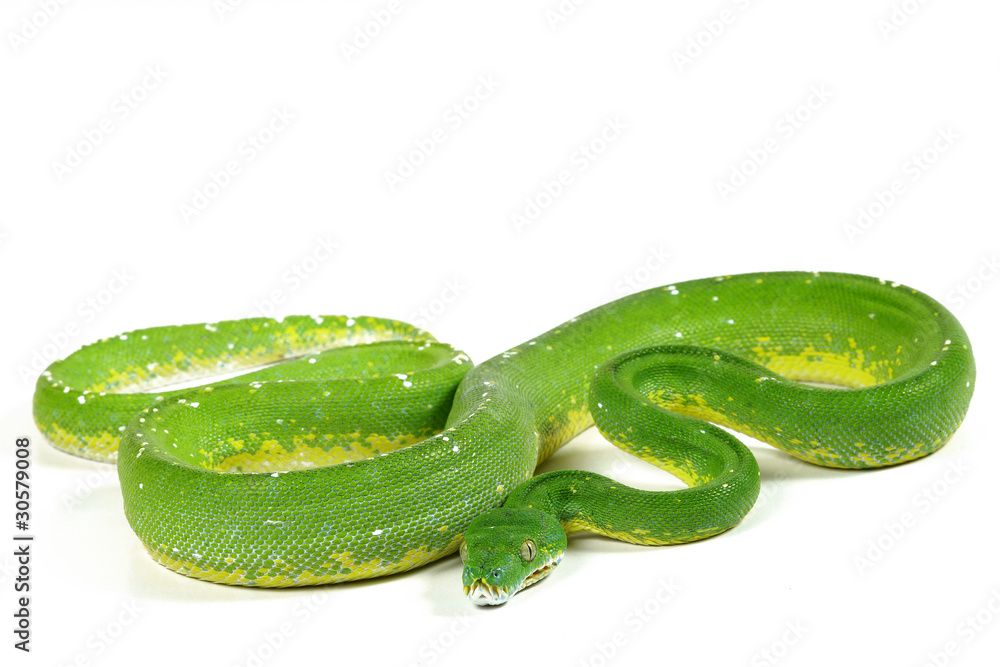 Naklejka premium Morelia viridis