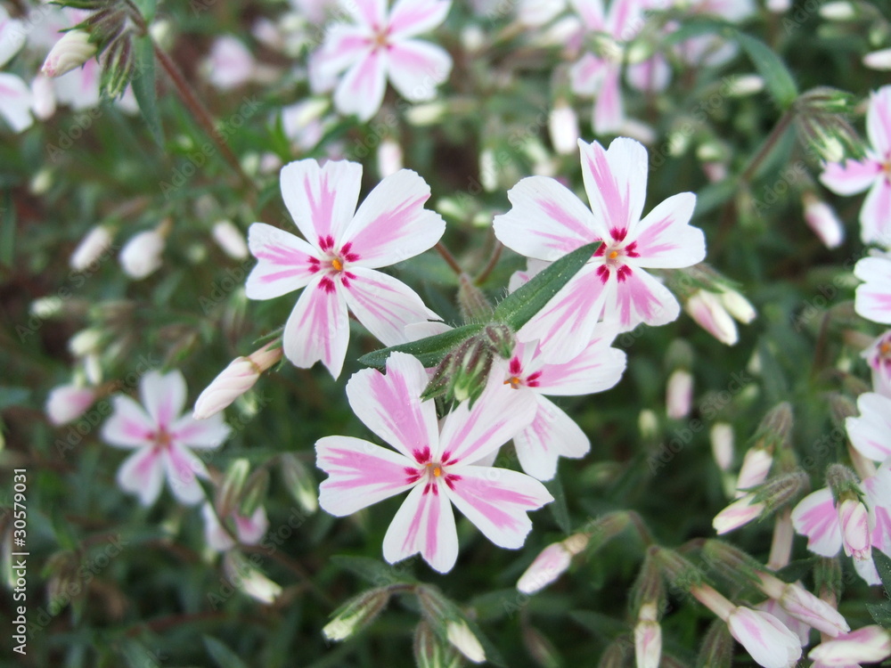Fototapeta premium Phlox