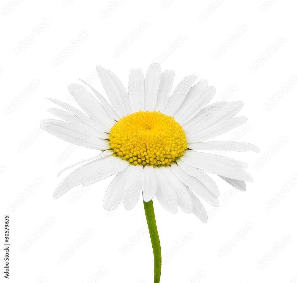 Fototapeta premium Camomile flowers