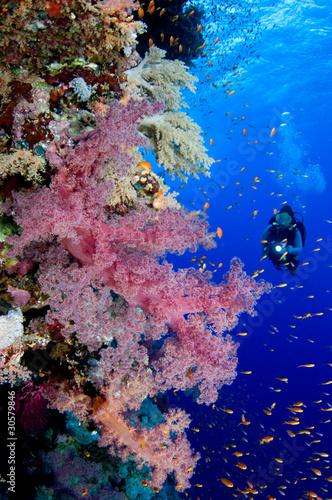 Fototapeta Naklejka Na Ścianę i Meble -  Scuba diver exploring underwater world.
