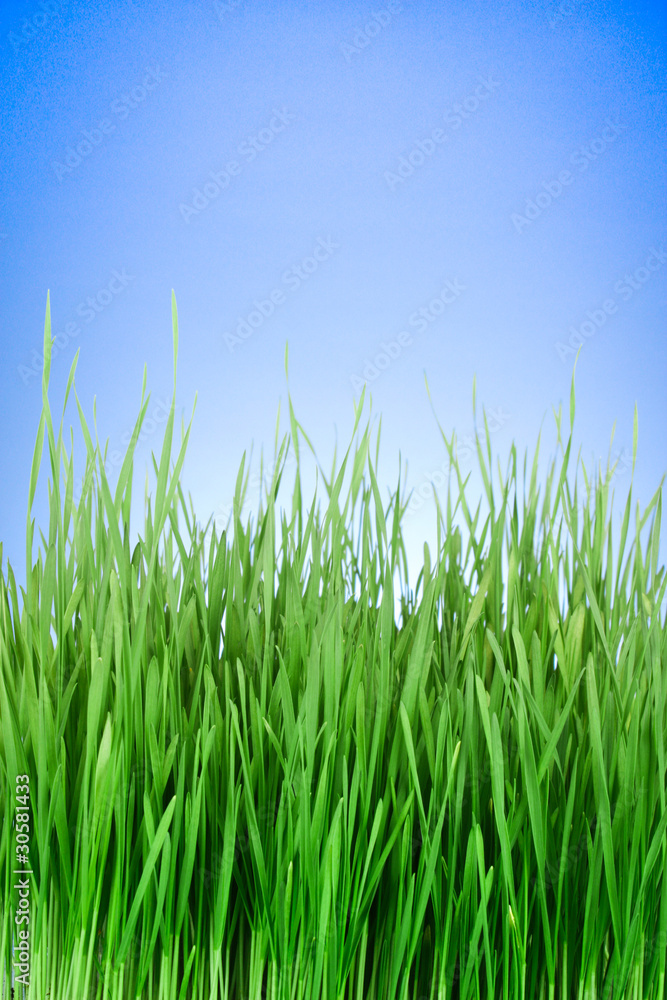 green grass on blue background green grass on blue background