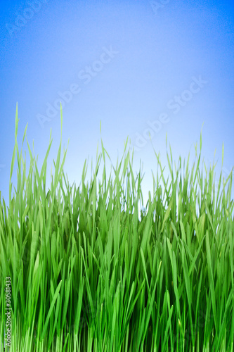 green grass on blue background