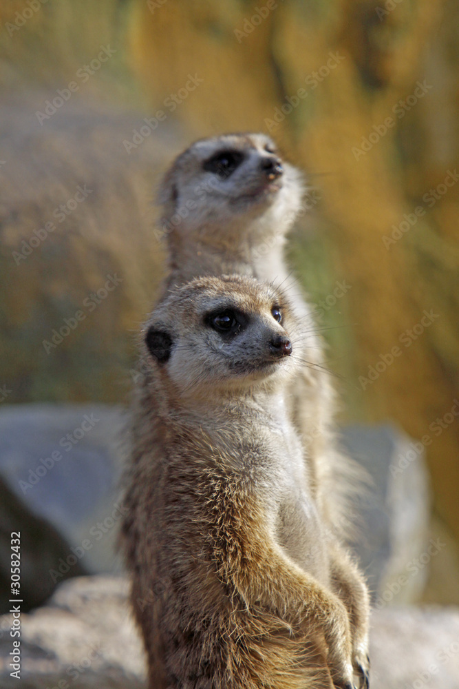 Fototapeta premium Zwei Erdmännchen