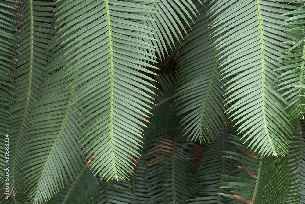 Fern Study with Dark Background