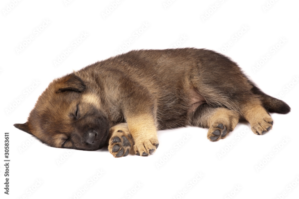 Sleeping shepherd dog`s puppy
