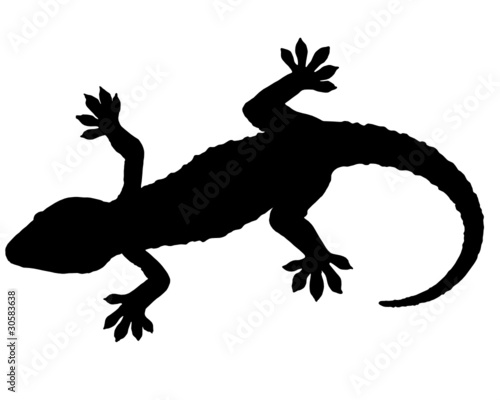 Gecko Silhouette